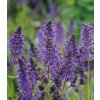 Salvia nemorosa SYNCHRO BLUE - šalvěj hajní