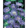 Scabiosa columbaria BUTTERFLY BLUE