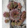 Sempervivum purpurea - netřesk