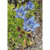 Gentiana septemfida var. lagodechiana BELLA ALPINELLA