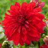 Jiřina BABYLON RED - dahlia