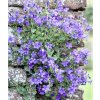 Campanula isophylla BLUE - ženich, zvonek