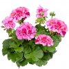 Pelargonium classic CALYPSO - muškát