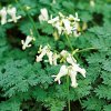 Dicentra IVORY HEARTS - srdcovka nádherná, srdíčko