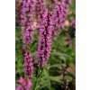 Salvia nemorosa SYNCHRO PINK - šalvěj hajní