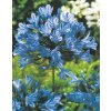 Agapanthus blue triumph