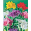 Freesia double