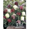 Fritillaria meleagris mix