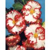 Begonia CRISPA MARGINATA WHITE