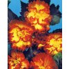Begonia CRISPA MARGINATA YELLOW