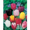 SMĚS TRIUMPH tulipánů