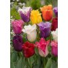 Tulipa Fringed mixed FA 1 5