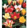 Směs botanických tulipánů