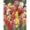 Ixia hybrids mix