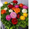 Ranunculus Aviv MIX 1