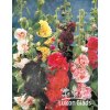 Alcea rosea MIX