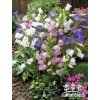 Campanula MIX