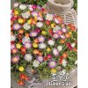 Delosperma mix