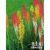 Kniphofia mix