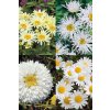 Leucanthemum Mix