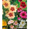 Potentilla mix