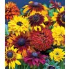 Rudbeckia mix