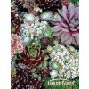 Sempervivum mix