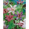 Tricyrtis mix