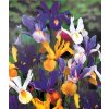 iris hollandica mix