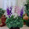 Delphinium MAGIC FOUNTAIN MIX1
