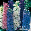 Delphinium MAGIC FOUNTAIN MIX