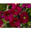 Aubrieta Axcent Burgundy (70052187)