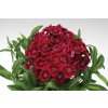 Dianthus Diabunda Red (70019212)