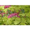 Dicentra spectabilis GOLD HEART