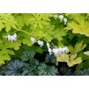 Dicentra spectabilis WHITE GOLD