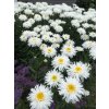 Leucanthemum SANTE