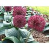 Allium karataviense RED GIANT