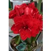 amaryllis AMARANTIA