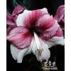 Amaryllis DAPHNE