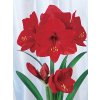 Hippeastrum Amarylis Red Lion