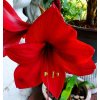 Amaryllis Red Lion