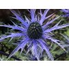 Eryngium SEA HOLLY