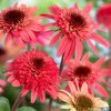 raspberry truffle echinacea hybrida 79278 1