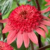 raspberry truffle echinacea hybrida 79278 2