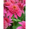 Echinacea RASPBERRY TRUFFLE