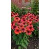 pearl red echinacea hybrida 74292 3