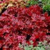 Heuchera hybrida FOREVER RED