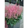 pink revolution heucherella hybrida 74491 1
