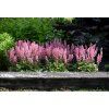 pink revolution heucherella hybrida 74491 2