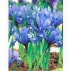 Irys reticulata Harmony
